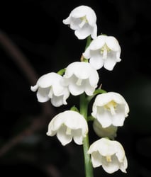 Photo 2 of Convallaria majalis