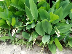 Photo 9 of Convallaria majalis