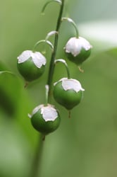 Photo 3 of Convallaria majalis