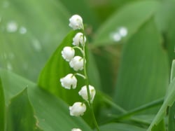Photo 6 of Convallaria majalis