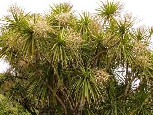 Photo 1 of Cordyline australis