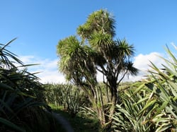 Photo 5 of Cordyline australis