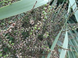 Photo 3 of Cordyline australis