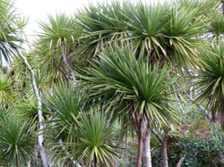 Photo 4 of Cordyline australis