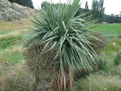 Photo 9 of Cordyline australis