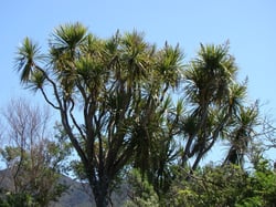 Photo 7 of Cordyline australis