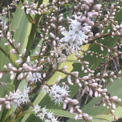 Photo 2 of Cordyline australis