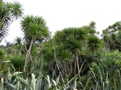 Photo 6 of Cordyline australis