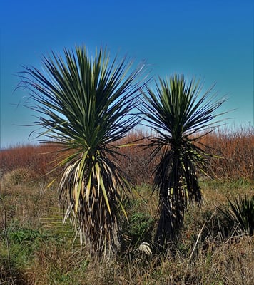 Photo 1 of Cordyline spp.