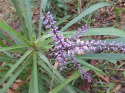 Photo 7 of Cordyline spp.