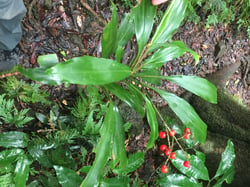 Photo 8 of Cordyline spp.