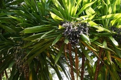 Photo 5 of Cordyline spp.