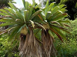 Photo 4 of Cordyline spp.