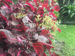 Photo 3 of Cordyline spp.