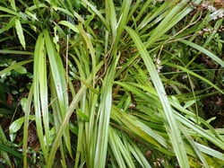 Photo 6 of Cordyline spp.