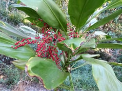 Photo 9 of Cordyline spp.