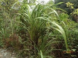 Photo 2 of Cordyline spp.