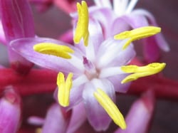 Photo 4 of Cordyline terminalis