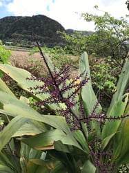 Photo 2 of Cordyline terminalis