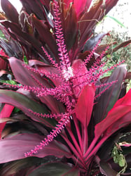 Photo 3 of Cordyline terminalis