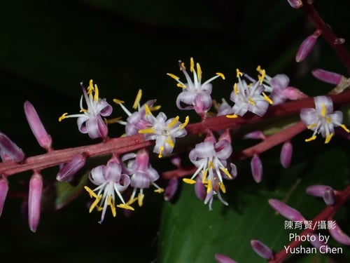 Photo 1 of Cordyline terminalis