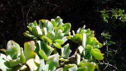 Photo 6 of Crassula arborescens