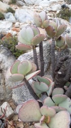 Photo 3 of Crassula arborescens