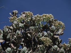 Photo 4 of Crassula arborescens