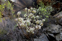Photo 9 of Crassula arborescens