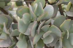 Photo 7 of Crassula arborescens