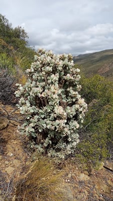 Photo 1 of Crassula arborescens