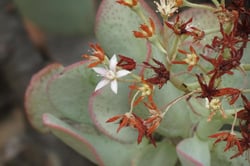 Photo 8 of Crassula arborescens