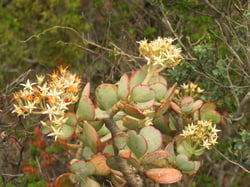 Photo 5 of Crassula arborescens