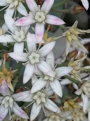 Photo 2 of Crassula arborescens