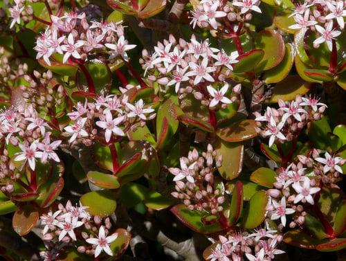 Photo 1 of Crassula argentea