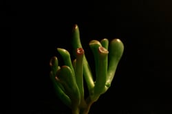 Photo 8 of Crassula argentea