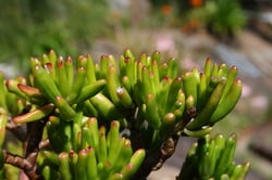Photo 6 of Crassula argentea