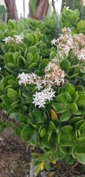 Photo 2 of Crassula argentea