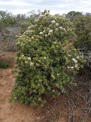 Photo 5 of Crassula argentea