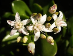 Photo 7 of Crassula argentea