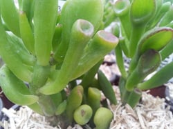 Photo 9 of Crassula argentea