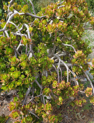 Photo 4 of Crassula argentea