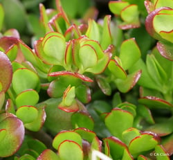 Photo 3 of Crassula argentea