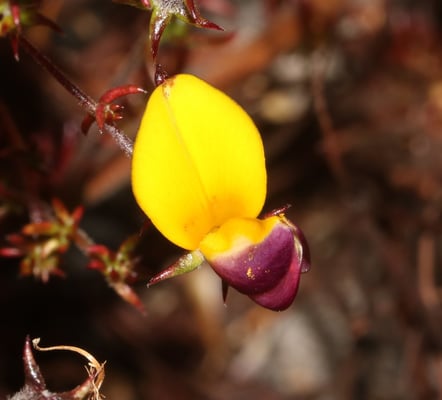 Photo 1 of Crotalaria spp.