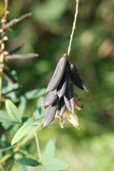 Photo 6 of Crotalaria spp.