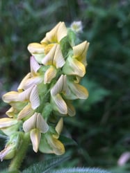 Photo 3 of Crotalaria spp.