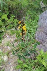 Photo 8 of Crotalaria spp.