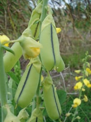 Photo 5 of Crotalaria spp.