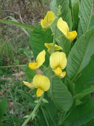 Photo 4 of Crotalaria spp.