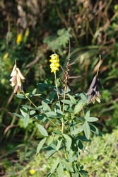 Photo 9 of Crotalaria spp.